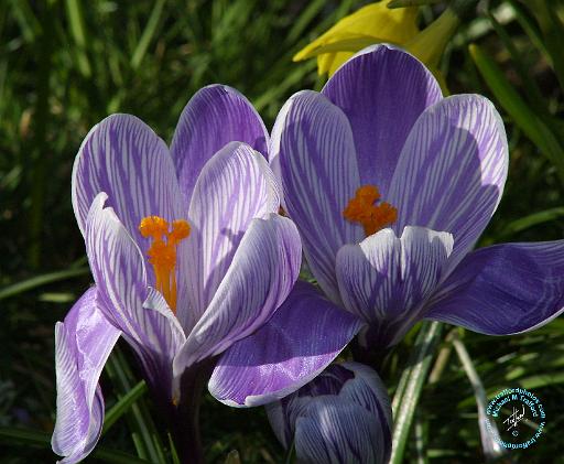 Crocus 8P076D-11.JPG